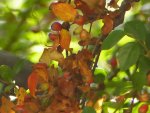 Cotoneaster herbstlich.jpg