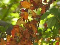 Cotoneaster herbstlich.webp
