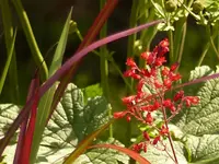 Heucherablüte und Red Baron.webp