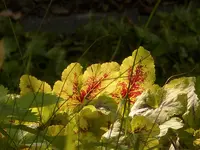 Heucherella.webp