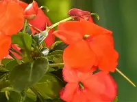 Lieschen beinahe ertrunken.webp