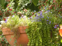 Wird Zeit zum Neupflanzen .webp