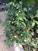 2017-09-03 Bishops Crown.jpg