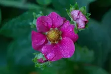 k-NP1A6958-1.webp