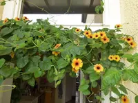 P1020728.webp