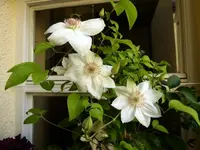 P1020730.webp