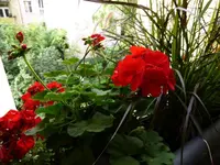 P1020736.webp