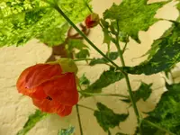 P1020737.webp
