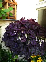 P1020732.webp