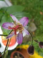 012_576x768.webp