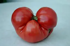 Gregori Altai 750g 408.webp