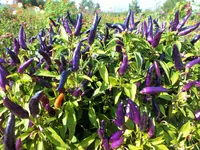 DSCF0049 (2).webp