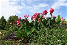 B67.webp