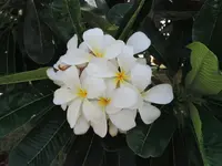 4d35aa33-d098-4d16-8925-0d32c9fa0c4d.webp