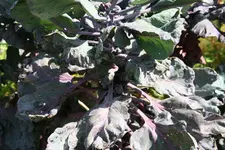 129.webp