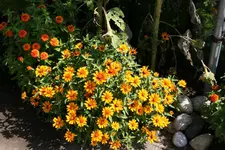134.webp