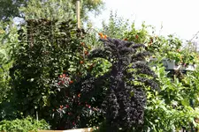 145.webp