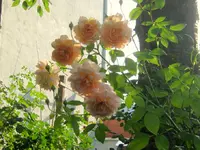 IMG_8995.webp
