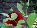 IMG_8997-002.JPG