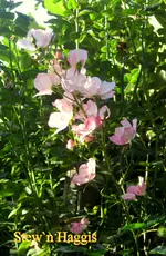 IMG_8999-001.webp