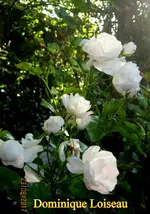 IMG_9000.webp