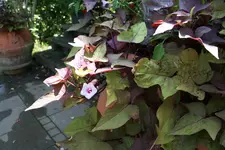 153.webp