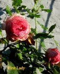 IMG_9001.JPG