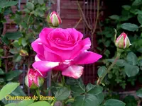 IMG_9008-002.JPG