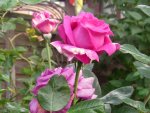 IMG_9015.JPG