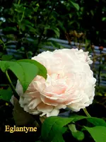 IMG_9022.JPG