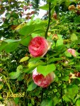IMG_9024.JPG