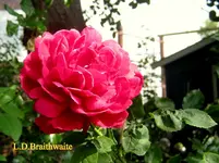 IMG_9028.JPG