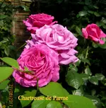 IMG_9045-002.webp