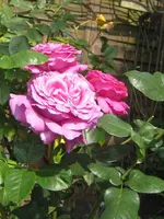 IMG_9046.webp