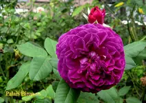 IMG_9060.JPG