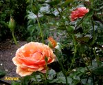 IMG_9064.JPG