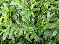 IMG_20170823_191229.webp