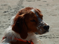 Estrella_fun on the beach_900.JPG