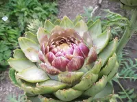 DSCI2205 (2).webp