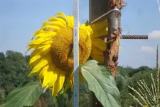 DSC09102.webp