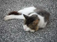 SAM_8442.webp