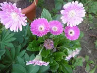 P1010871.webp