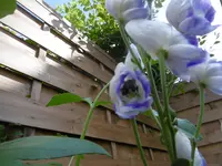 P1010865.webp