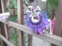 P1010884.webp