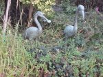 DSC02274.jpg