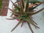 IMG_20170905_180343.jpg
