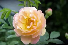 IMGP1607.webp