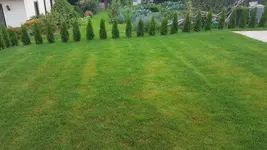 Rasen4.webp