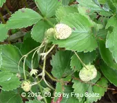 Erdbeeren P1070396.JPG