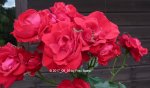Rose rot P1070408.jpg